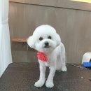 우한수 애견미용실 | 5월26일