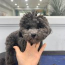 댕스타일 이미지