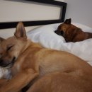 꼰띠고애견펜션1 이미지