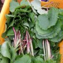 솔솔농장 이미지