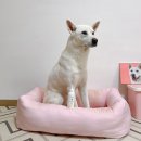 강아지 귀세정제 이번엔 너로 정했다~