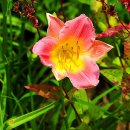 데이릴리(Daylily) 이미지