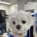 주도리 농장 네이버블로그