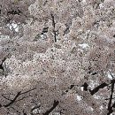 복숭아꽃 살구꽃 이미지