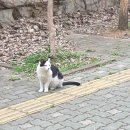 동네고양이 Daum카페
