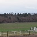 조수목장 이미지