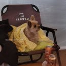 세븐일레븐 청평스마트점 | (반려견 동반) 가평 '댕댕이 애견 펜션 그린'