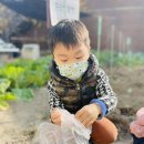 🍒👩🏻‍🌾겨울작물수확- 상추👩🏻‍🌾🍒 이미지