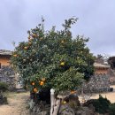 신창동물병원 | 제주 둘, 미깡아 사랑해