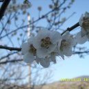 고흥봉황정 이미지