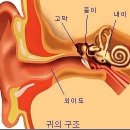 귀를 당기면 모든 질병이 사라진다 이미지