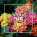 란타나 네이버블로그