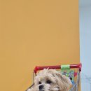 맡겨보개 이미지