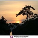 바다소나무 이미지