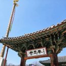 군자파출소 | 봉은사 홍매화 실시간 개화 매화 스팟