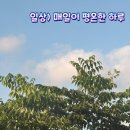 써프서울 | 일상) 매일이 평온한 하루