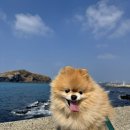 승민애견 | 제주 자구내포구 오징어 사러갔다가 산양큰엉곶, 서귀포올레시장, 성산 돌담애 흙돼지 포장한 후기