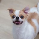 하이댕 이미지