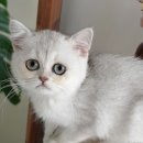 My Love Cat(마이러브캣) 네이버블로그