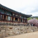 이기충 농장 | 2026 서산 개심사 겹벚꽃 후기｜문수사 포기 이유, 해미읍성 무료 코스까지
