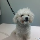 THE 이쁘개 이미지