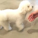 살롱드 퍼피 이미지