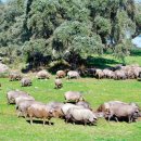 순종1농장 이미지