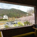 인커피 | 기장 벚꽃카페 브레이크인커피 정관점 방문후기🌸