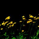 댕댕이 컷 이미지