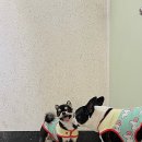 보비동물병원 이미지