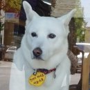 동대닭한마리 이미지