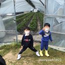 장안딸기농장 후기🍓