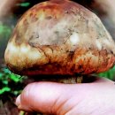 대화할인마트 이미지