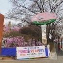 진달래, 벚꽃 축제 연기, 취소, 폐쇄 안내 이미지