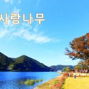 감성찾아 떠난 경기북부, 강원북부 6부... 화천 사랑나무 & 화천 산소길 이미지