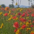 예당습지생태공원 이미지