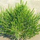 주식회사 캘러스 이미지