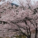 선향 이미지