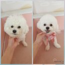 아토사랑스러워 이미지