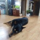 조이애견 이미지