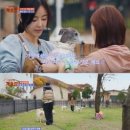 도그플래닛 이미지