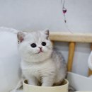 동물보육원 경기 수원 지부 | 송파고양이분양 합리적인 선택을 위한 꼼꼼한 검증 후기