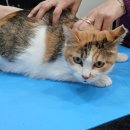 아지동물병원 이미지