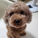 페티포티 이미지