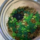 박하제주 이미지