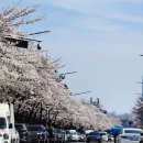 벚꽃로 | 명소 손색없는 인천 연수벚꽃로, 벚꽃로 주차안내
