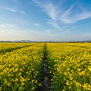 구미강정 이미지