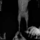 알로하 동물병원 이미지