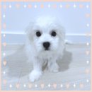 강아지천국 | 인천강아지입양 성공 후기! 댕댕이 천국 발견