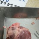 돼지심장해부 및 구조 이미지